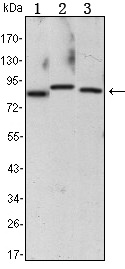 IKK alpha Antibody in Western Blot (WB)