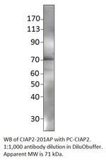 cIAP2 Antibody in Western Blot (WB)