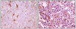 Calmyrin Antibody in Immunohistochemistry (Paraffin) (IHC (P))