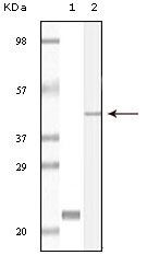 Calmyrin Antibody in Western Blot (WB)