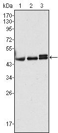 Cytokeratin 17 Antibody in Western Blot (WB)