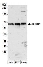 CLCC1 Antibody in Western Blot (WB)