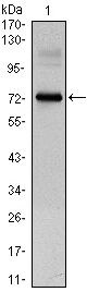 CLOCK Antibody in Western Blot (WB)