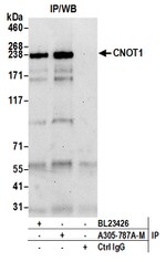 CNOT1 Antibody in Western Blot (WB)