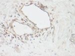 CNTF Antibody in Immunohistochemistry (Paraffin) (IHC (P))