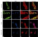 COL1A1 Antibody