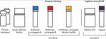 Human Tau pT181 ProQuantum Immunoassay Kit