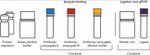 Human Eotaxin ProQuantum Immunoassay Kit