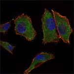 COX4 Antibody in Immunocytochemistry (ICC/IF)