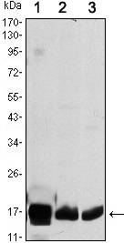 COX4 Antibody in Western Blot (WB)