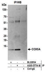 COX5A Antibody in Western Blot (WB)