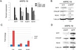 CRALBP Antibody in Western Blot (WB)