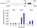 CREB Antibody in ChIP Assay (ChIP)