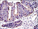 Crk Antibody in Immunohistochemistry (Paraffin) (IHC (P))