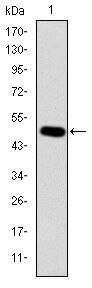 Crk Antibody in Western Blot (WB)