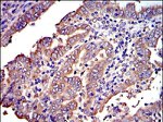 Crk Antibody in Immunohistochemistry (Paraffin) (IHC (P))