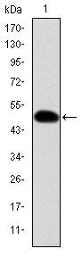 Crk Antibody in Western Blot (WB)