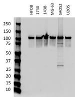 CRM1 Antibody in Western Blot (WB)