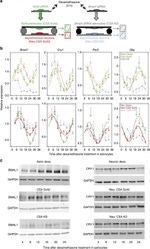 CRY1 Antibody in Western Blot (WB)