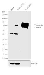 Vitronectin Antibody in Western Blot (WB)