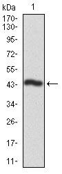 CK2 alpha-2 Antibody in Western Blot (WB)