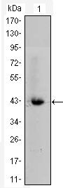 beta Catenin Antibody in Western Blot (WB)