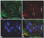 PGP9.5 Antibody in Immunohistochemistry (IHC)