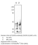 CXCR3 Antibody in Western Blot (WB)