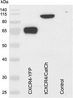 CD184 (CXCR4) Antibody in Western Blot (WB)