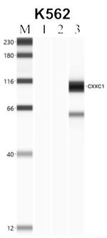 CGBP Antibody in Immunoprecipitation (IP)