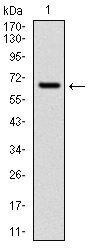 CYP1A1 Antibody in Western Blot (WB)