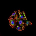 CYP3A4 Antibody in Immunocytochemistry (ICC/IF)