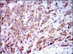 CYP3A4 Antibody in Immunohistochemistry (Paraffin) (IHC (P))