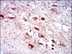 CYP3A4 Antibody in Immunohistochemistry (Paraffin) (IHC (P))