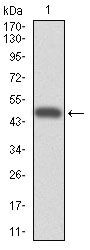 CYP3A4 Antibody in Western Blot (WB)