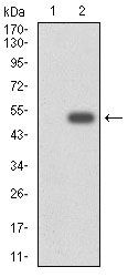 CYP3A4 Antibody in Western Blot (WB)