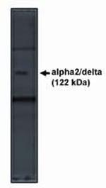 CACNA2D1 Antibody in Western Blot (WB)