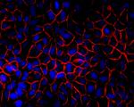 Pan-cadherin Antibody in Immunocytochemistry (ICC/IF)