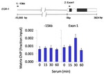 Calcineurin A Antibody in ChIP Assay (ChIP)