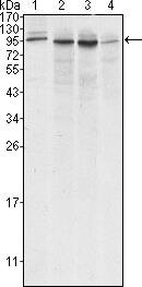 Calnexin Antibody in Western Blot (WB)