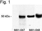 Phospho-CaMKII alpha (Thr286) Antibody in Western Blot (WB)