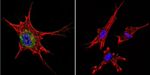 beta Catenin Antibody in Immunocytochemistry (ICC/IF)