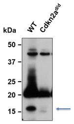 p16INK4a Antibody in Western Blot (WB)