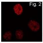 C/EBP beta Antibody in Immunocytochemistry (ICC/IF)