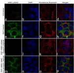 Phospho-WEE1 (Ser642) Antibody in Immunocytochemistry (ICC/IF)