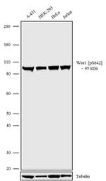 Phospho-WEE1 (Ser642) Antibody in Western Blot (WB)