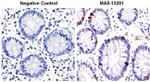 Chromogranin A Antibody in Immunohistochemistry (Paraffin) (IHC (P))