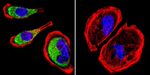 Clathrin Heavy Chain Antibody in Immunocytochemistry (ICC/IF)