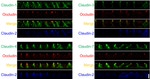 Claudin 3 Antibody in Immunocytochemistry (ICC/IF)