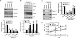 Claudin 1 Antibody in Western Blot (WB)